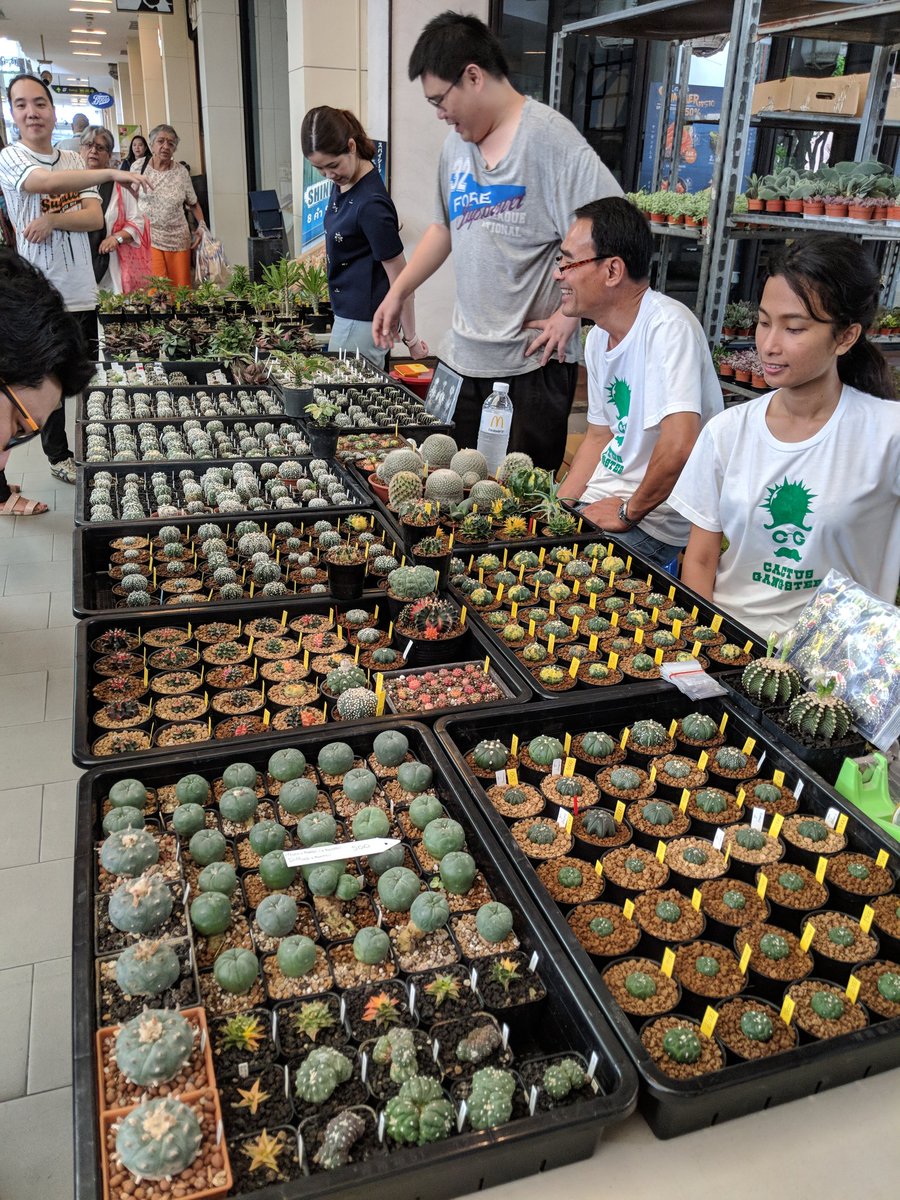 witzard's tweet photo. มาๆ บู๊ท A1-A3 ข้างสตาร์บัคนะครับ #witzardcactus #cactus #csf12 https://t.co/A4zCdWY6Fv