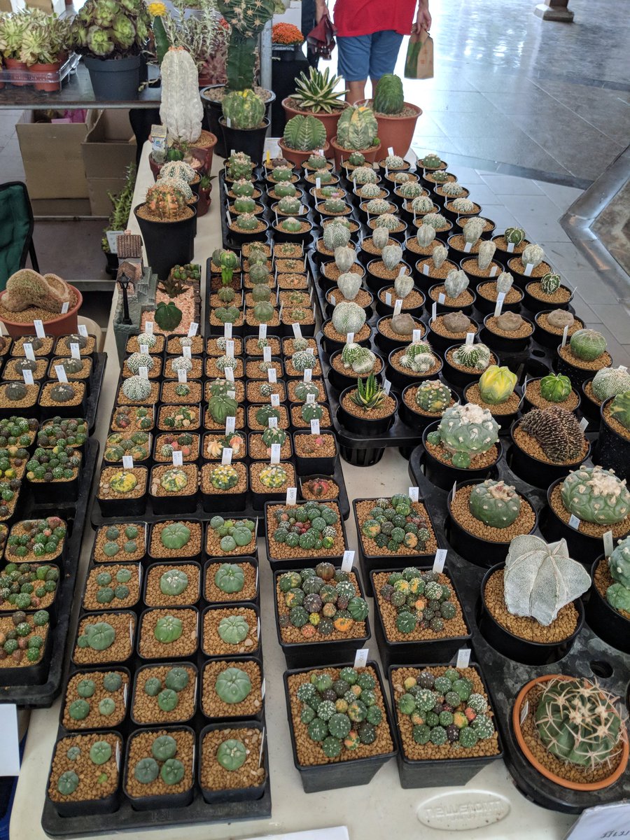 witzard's tweet photo. มาๆ บู๊ท A1-A3 ข้างสตาร์บัคนะครับ #witzardcactus #cactus #csf12 https://t.co/A4zCdWY6Fv