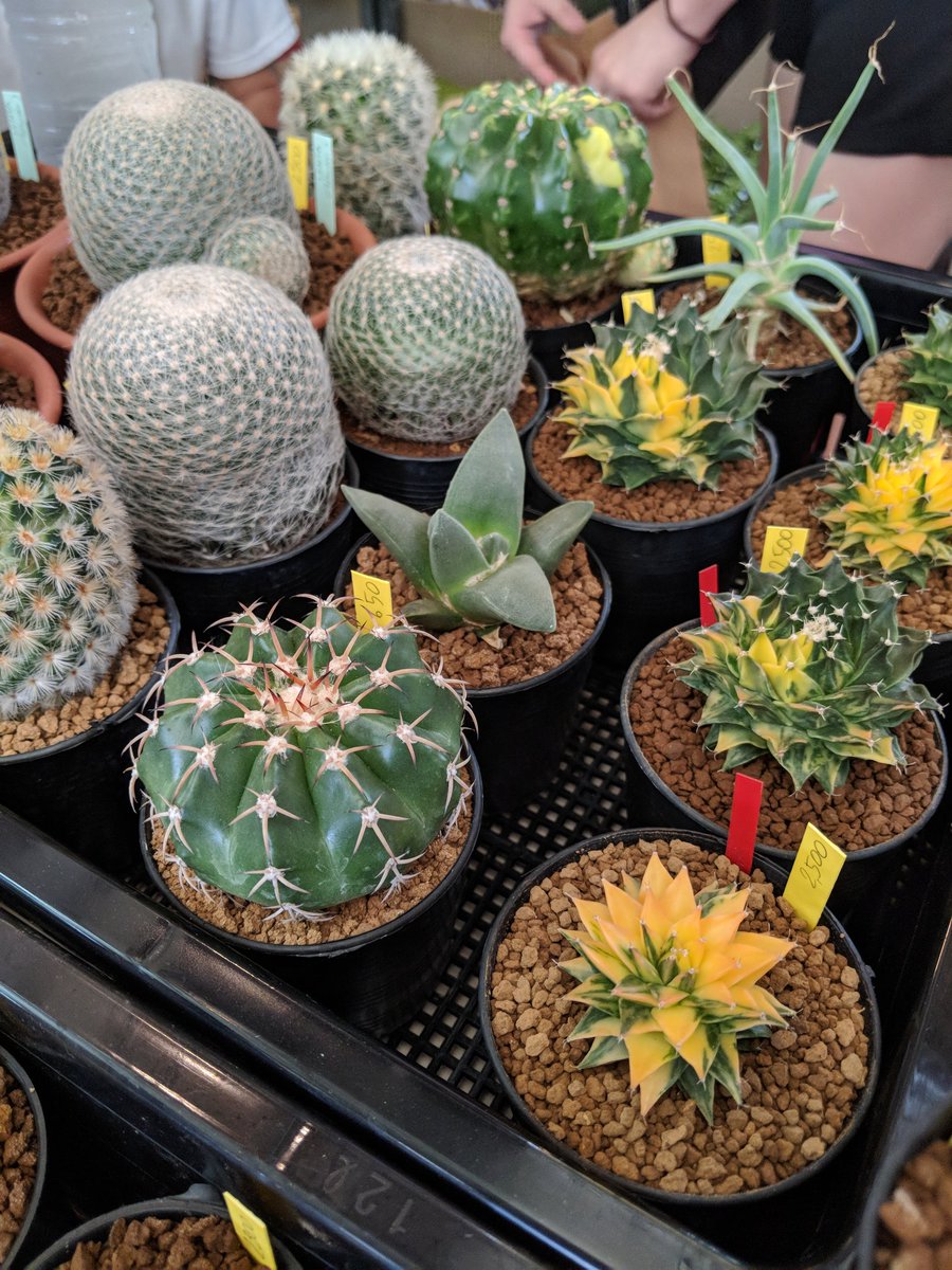 witzard's tweet photo. มาๆ บู๊ท A1-A3 ข้างสตาร์บัคนะครับ #witzardcactus #cactus #csf12 https://t.co/A4zCdWY6Fv