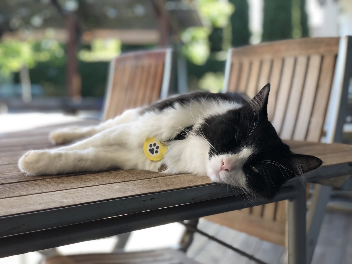 mavericktux's tweet photo. Meowmy decided to do a photoshoot of me. πΈ
#acatslife #adventurecat #travelcat #explorationcat #tuxedocat #mygreatcat #bestmeow #catmodel #catmeowdel #bloggingcat #ilovemycat #weeklyfluff #meowbox #catlover #catloversworld #topcats #cat #cats #catpictures #catoftheday https://t.co/ZQ2L1TC6b3