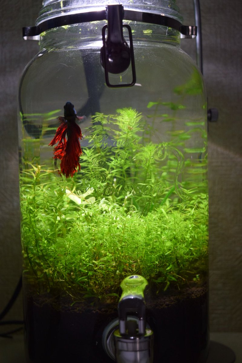 彦 そんなこんなで 草が伸び放題だったベタサーバーを少し整えました しかし暑いですねぇ 熱中症対策していますか 私はしていません ベタ ボトルアクアリウム