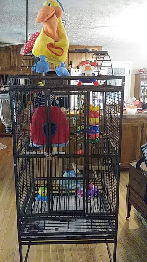 SkittlesMarie5's tweet photo. My cage at Grandmother's house.  😎 https://t.co/w2Mbt4uNue