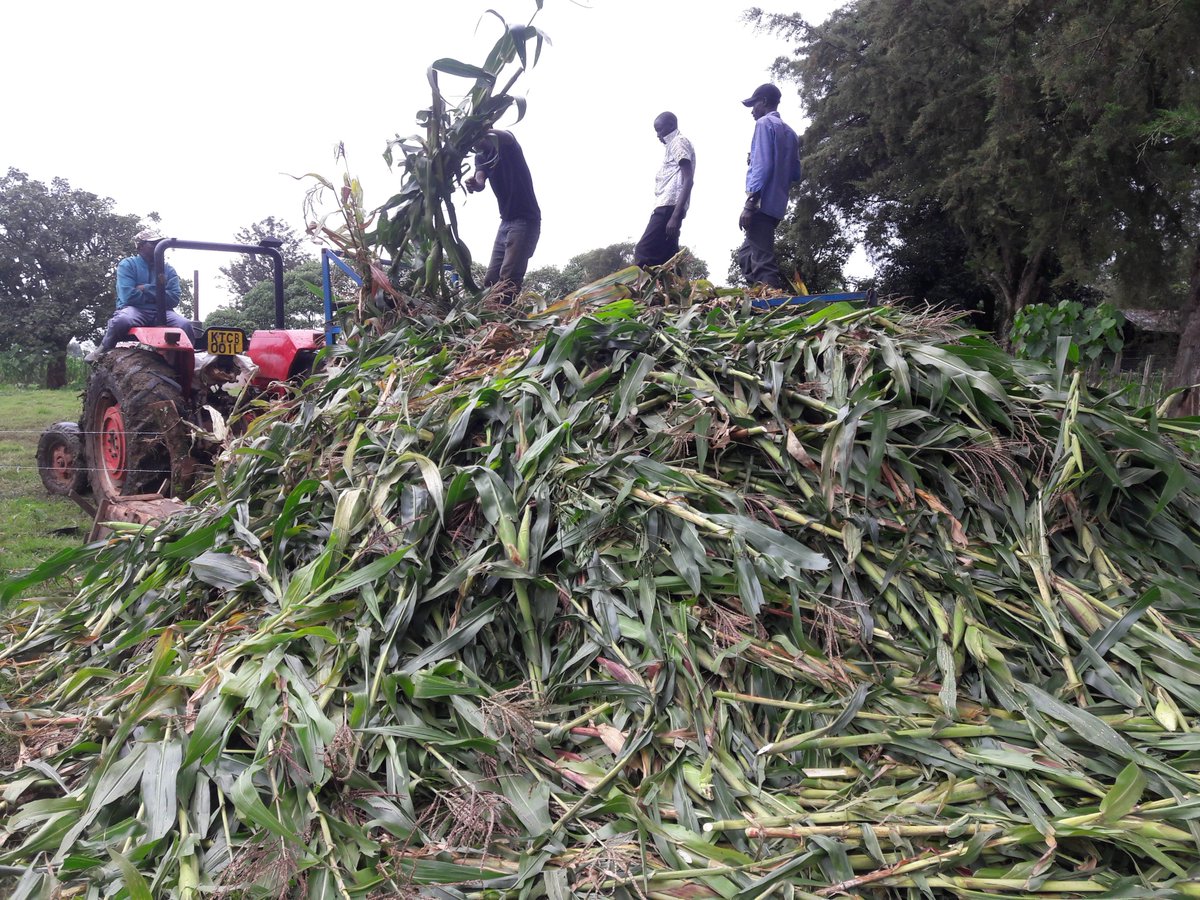 KachileiLevy's tweet photo. 2018 season, silage preparation. Mixture of kikuyu grass and Miaze #MoneyInSoil @rodgers_kirwa @HorticulturistK @KenaravaGroup @ItsKimosopJr @Sk_bundotich @HonFranklinBett @Agri_FinanceKe https://t.co/riYcLKs5h2