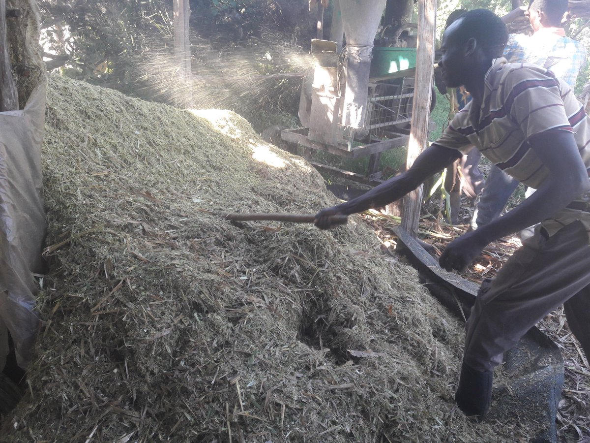 KachileiLevy's tweet photo. 2018 season, silage preparation. Mixture of kikuyu grass and Miaze #MoneyInSoil @rodgers_kirwa @HorticulturistK @KenaravaGroup @ItsKimosopJr @Sk_bundotich @HonFranklinBett @Agri_FinanceKe https://t.co/riYcLKs5h2