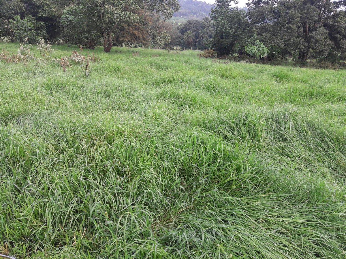 KachileiLevy's tweet photo. 2018 season, silage preparation. Mixture of kikuyu grass and Miaze #MoneyInSoil @rodgers_kirwa @HorticulturistK @KenaravaGroup @ItsKimosopJr @Sk_bundotich @HonFranklinBett @Agri_FinanceKe https://t.co/riYcLKs5h2