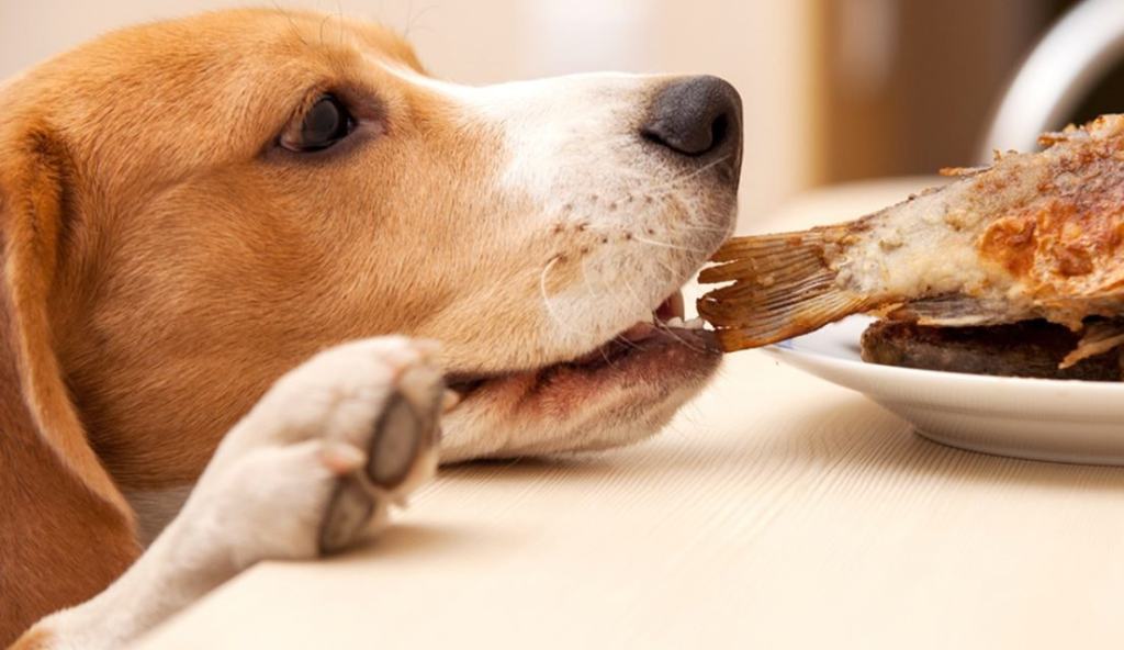 KittenPetLover's tweet photo. Best Homemade Dog Food Recipes -Nutritional Meal for Your Puppy https://t.co/jn4QFjvAGd https://t.co/IBF8bO5MiV