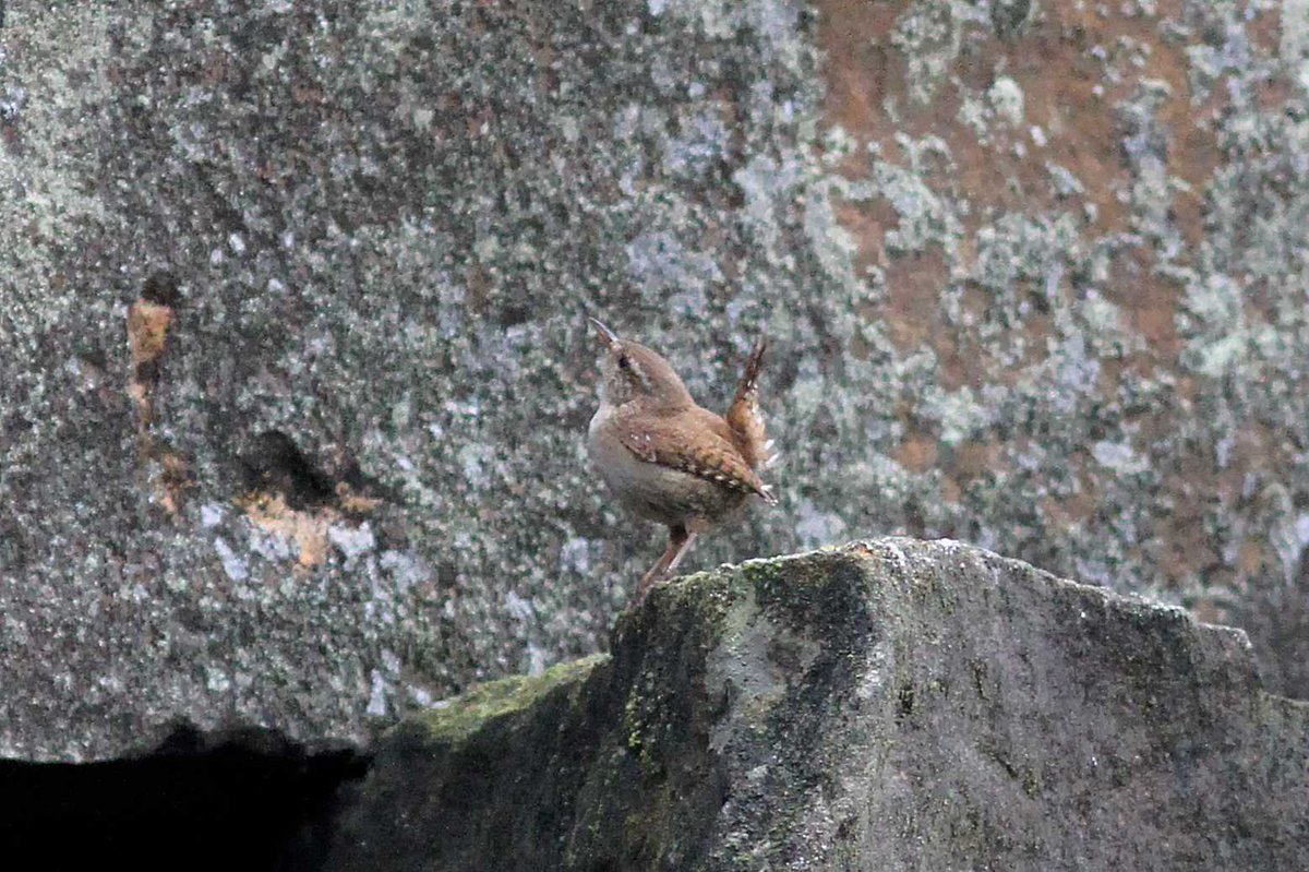 A lovely little Wren busy feeding young in Wraggs Quarry, #Beeleymoor #Derbyshire last Saturday as I was passing by from #RHSChatsworth @DerbysWildlife @NatureUK @BBCSpringwatch @Natures_Voice @Britnatureguide @iNatureUK