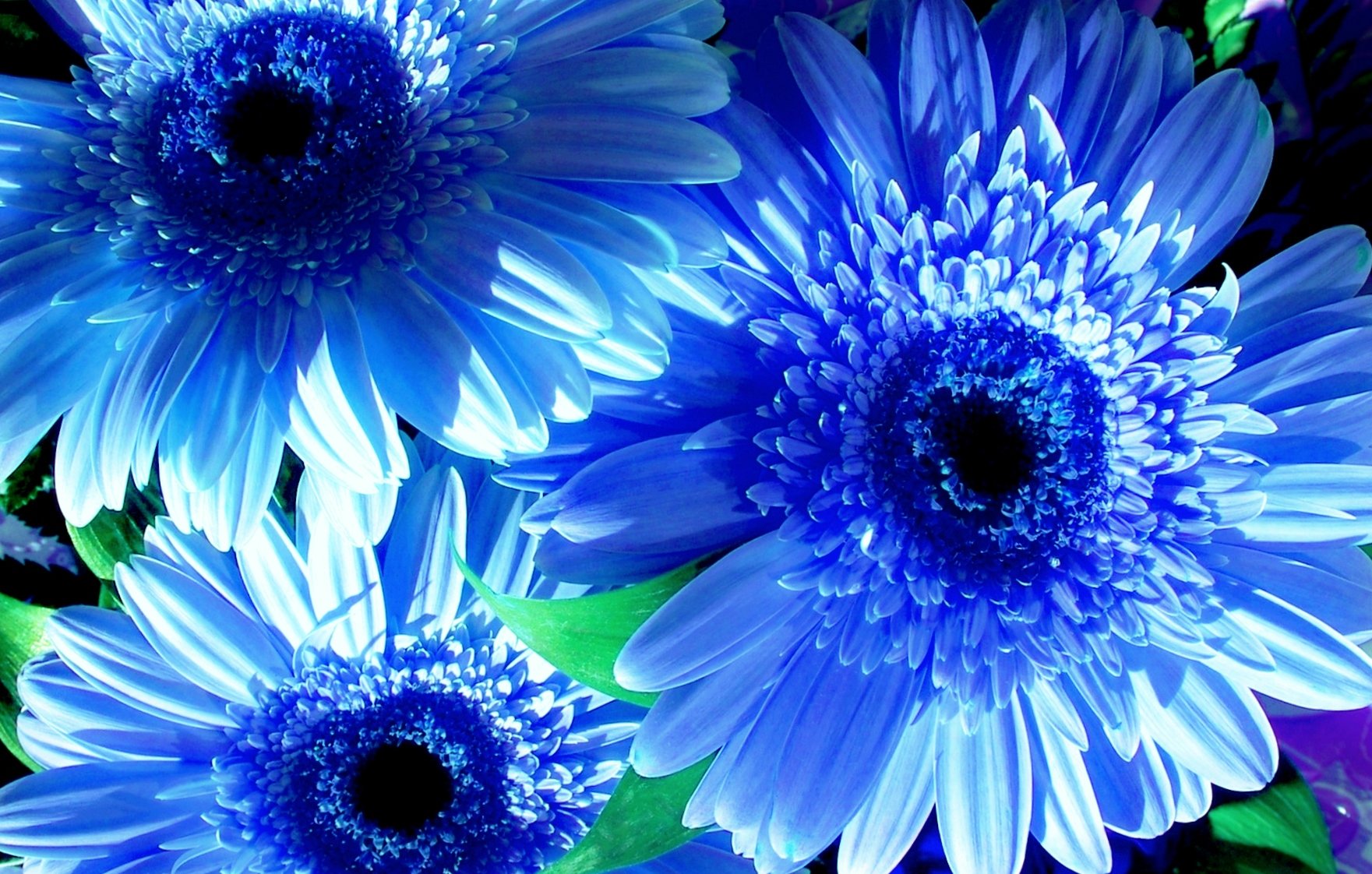 تويتر 花 على تويتر 私たちが経験できる 最も美しいものは 神秘 である 神秘 はすべての真の芸術と 科学の源である アインシュタイン 1879年 1955年 今日の誕生花 ガーベラ 青いガーベラの花言葉 神秘 12時 ﾅｴ T Co Bzfgrw0duc