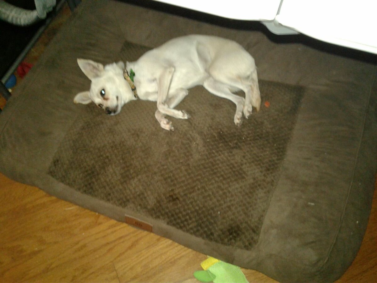 ChiLoProject's tweet image. Another happy rescue