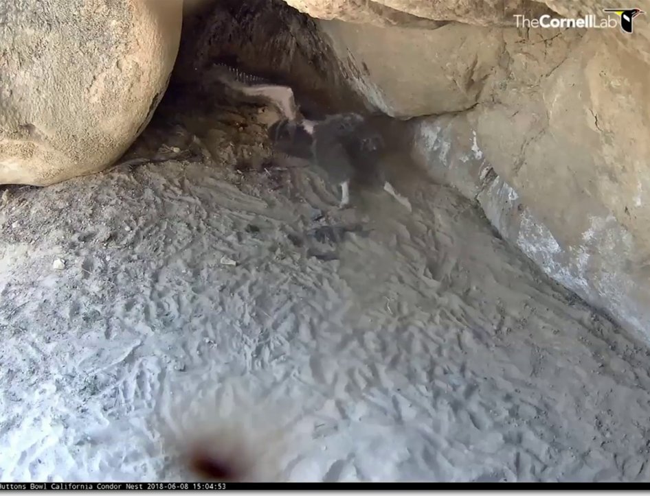 eaglespirit77's tweet photo. @CornellCondors How cute is this? Laying with legs sprawled out underneath and a big wing stretch! 💞 https://t.co/1OPOvJllOe