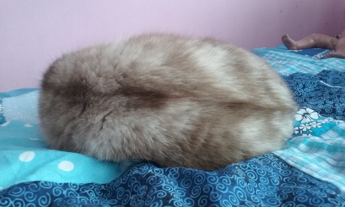 sharkypad's tweet photo. Cat as Macaroon / Or maybe it's a Tribble / What do you all think?
#haiku #CatsOfTwitter #Caturday #FurBall #cute #nap #cat #pets #HalfGrumpyCat #Tribble #Macaroon https://t.co/3qvFbNqd8R