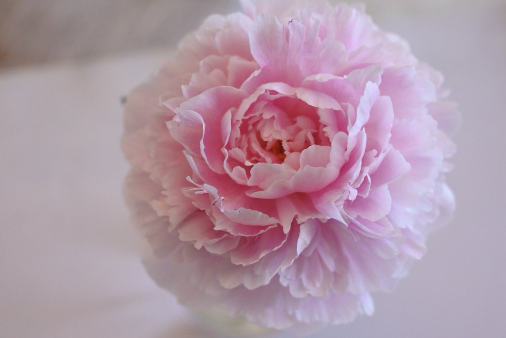 Mii 33 A Twitter 昨日よりもっともっと 満開 これがピークかな 明日もうちょっと開くのかな 芍薬 Pioneer サラベルナール ピオニー Mii 33 A Twitter 昨日よりもっともっと 満開 これがピークかな 明日もうちょっと開くのかな 芍薬 Pioneer サラベルナール ピオニー