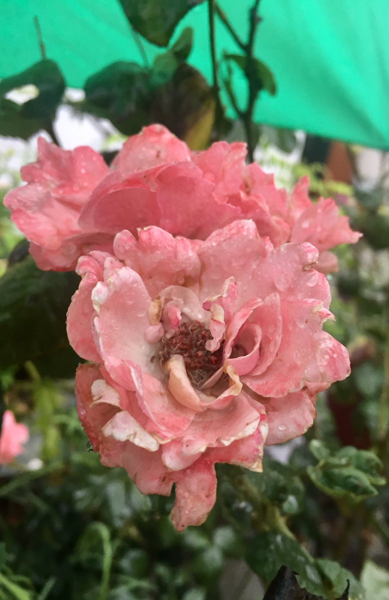 pallawabhishek's tweet image. Retweeted #Sush! (@gsushma55):

बारिश में भीगी भीगी, गुलाबों से महकती 
कलियों से सँवरती, ये सहर ... इश्क़ है !! 

#Sush! #Sush_Click #बारिश :)💕