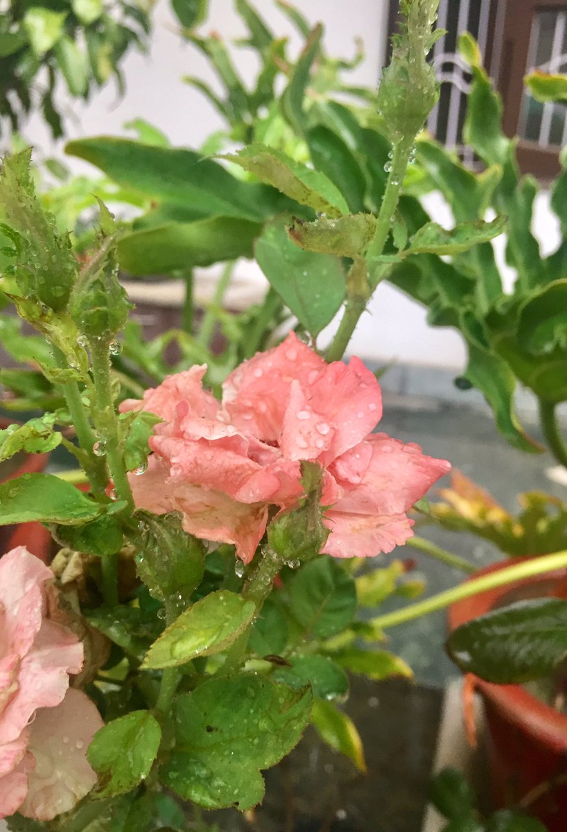 pallawabhishek's tweet image. Retweeted #Sush! (@gsushma55):

बारिश में भीगी भीगी, गुलाबों से महकती 
कलियों से सँवरती, ये सहर ... इश्क़ है !! 

#Sush! #Sush_Click #बारिश :)💕