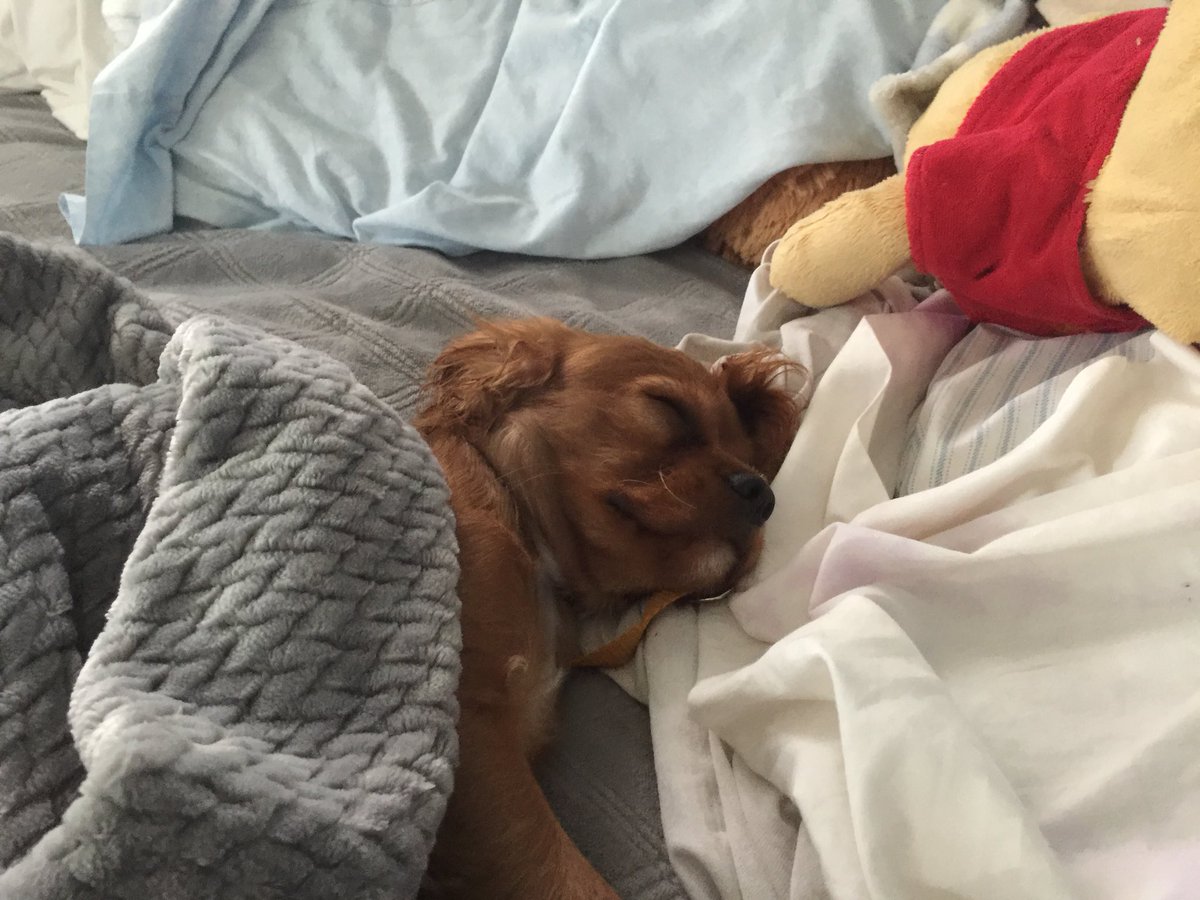 miscmaylee's tweet photo. Hi. Shamelessly sharing these adorable pictures my mom took of my pets because I miss them like crazy and love them like children. Ok bye. 🐕 🐶 #goodgorl #goodboi https://t.co/arE2xrrKRb