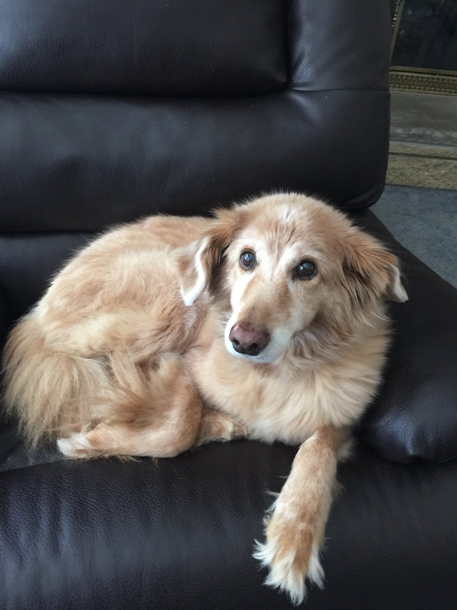 miscmaylee's tweet photo. Hi. Shamelessly sharing these adorable pictures my mom took of my pets because I miss them like crazy and love them like children. Ok bye. 🐕 🐶 #goodgorl #goodboi https://t.co/arE2xrrKRb