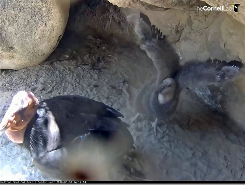 eaglespirit77's tweet photo. @CornellCondors   Hey look at my wings Dad! lol ♥♥ https://t.co/DEJmXKLlPb
