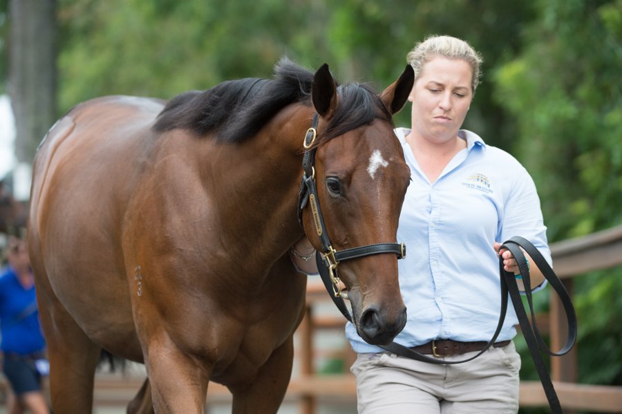 mmsnippets's tweet photo. Sedanzer is a beauty. Here she is just moments before being purchased by @BlueBloodAus from @ThreeBridges1. She was handled at the sales by @ChrissyBambry. Congratulations to her owners and co-trainer Adrian Bott & @GaiWaterhouse1.
#Sedanzer #Sebring #GoldCoast https://t.co/6VWeaPpATm