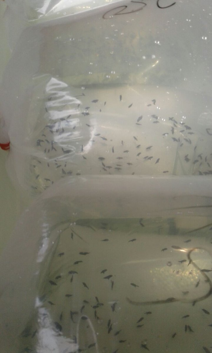 BPPMHKPJambi's tweet photo. #08Juni |Pemeriksaan a.n Ardy akuarium jambi ikan tiger fish 700ekor 1koli. Penerima cristian bruce jakarta. https://t.co/9VcgiReFdw