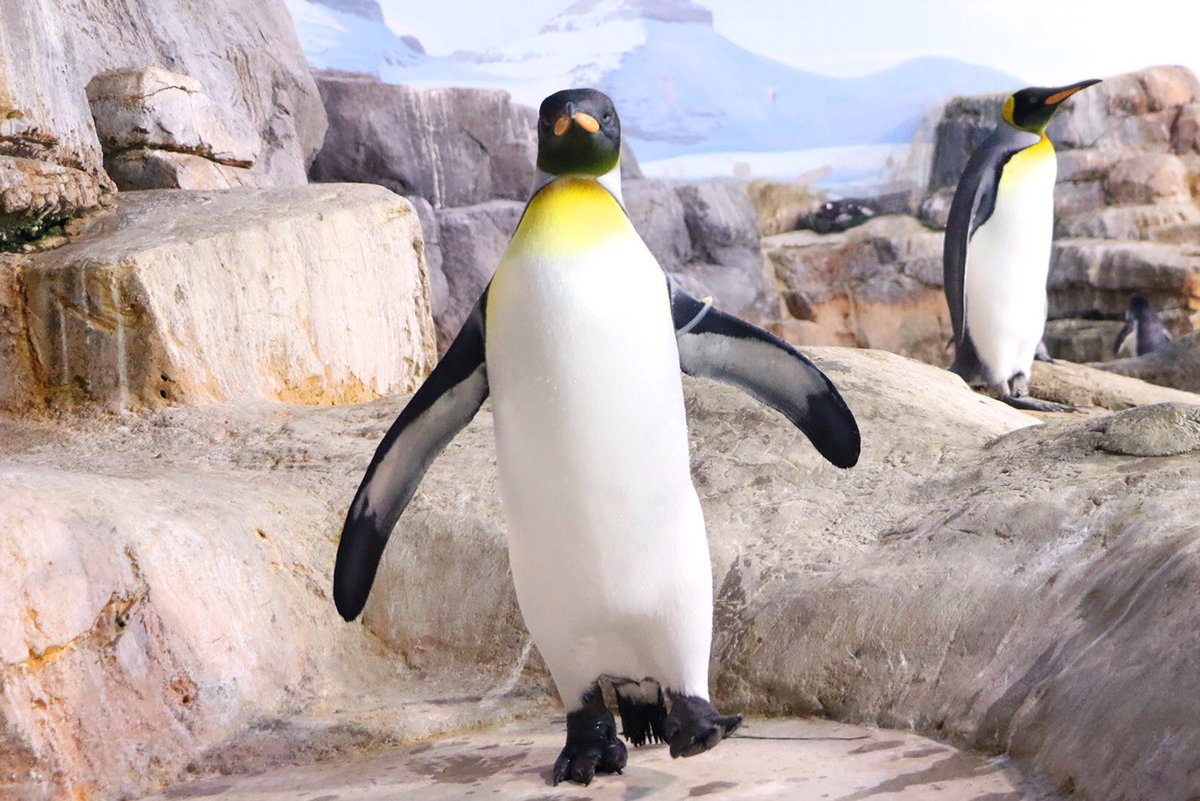 堂々たる姿でこちらにやって来たのは、キングペンギン🐧 実は、翼の
