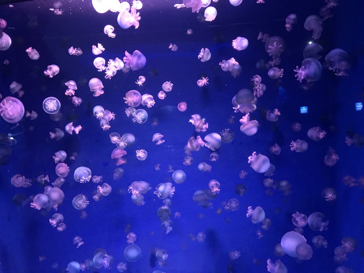 16 新江ノ島水族館 くらげ クラゲの展示は何処の水族館へ行っても楽しみの一つですが4枚目の写真は紫陽花水槽 毎年この時期 海中にアジサイが満開になるんだとか 鮮やかで神秘的