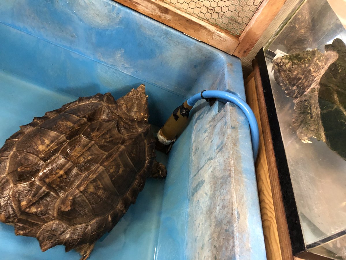 こう ワニガメ達の水換え中