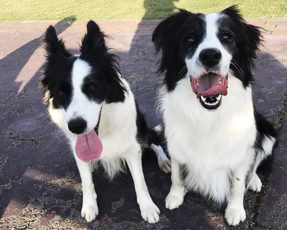 ট ইট র アドベンチャーワールド 公式 今日の歯 し っとく 動物の名がついた歯といえば 犬歯 ですね 犬 は肉を切り裂くための鋭く尖った歯を持ちます 犬歯 は犬の歯のように尖っていることから名付けられています 犬のトレーニングレクチャーは