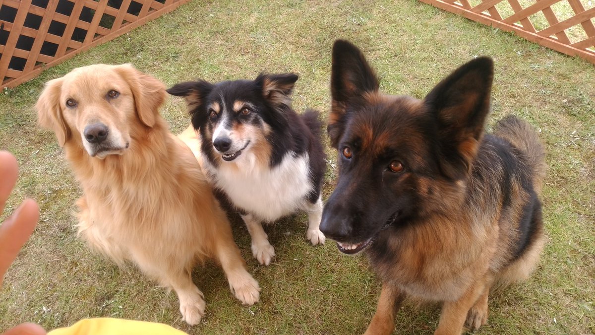 大山トム ソーヤ牧場 A Twitter 今日は島根原子力館にて 移動動物園開催中 大型から小型犬まで 色々な種類の子と来てますよー