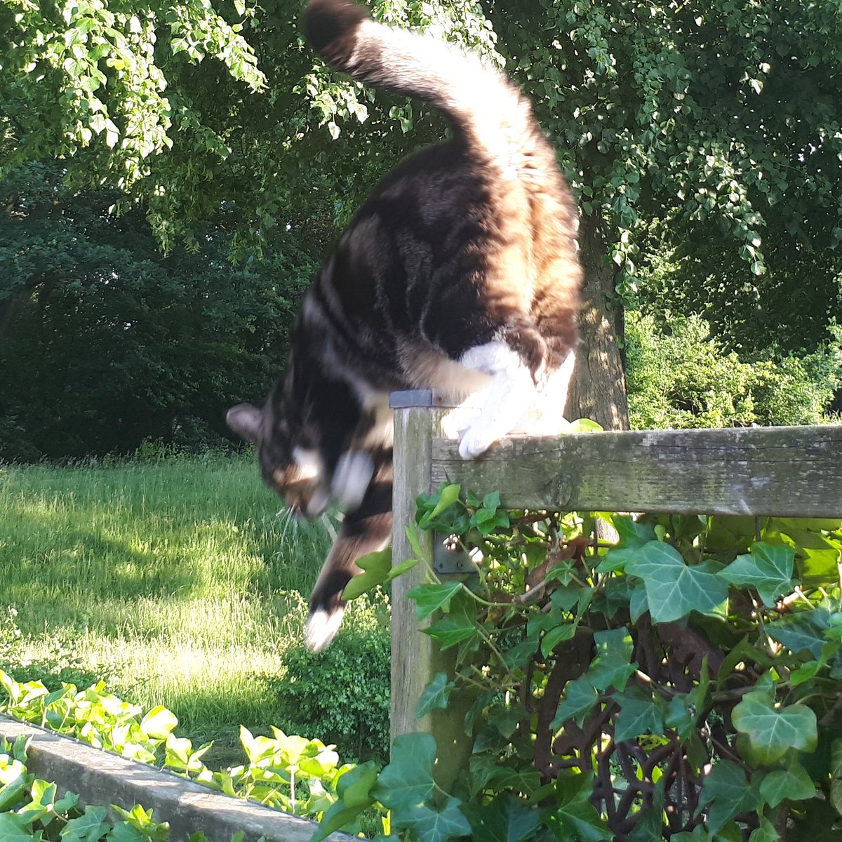 Kater_Olli's tweet photo. https://t.co/Su00RTToXm