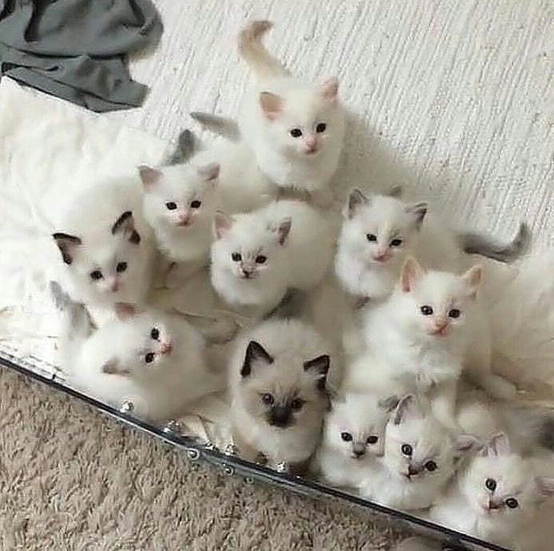 Crysd3's tweet photo. Happy happy Saturday 🐾🐾

#Caturday https://t.co/MwdlDIgZwR