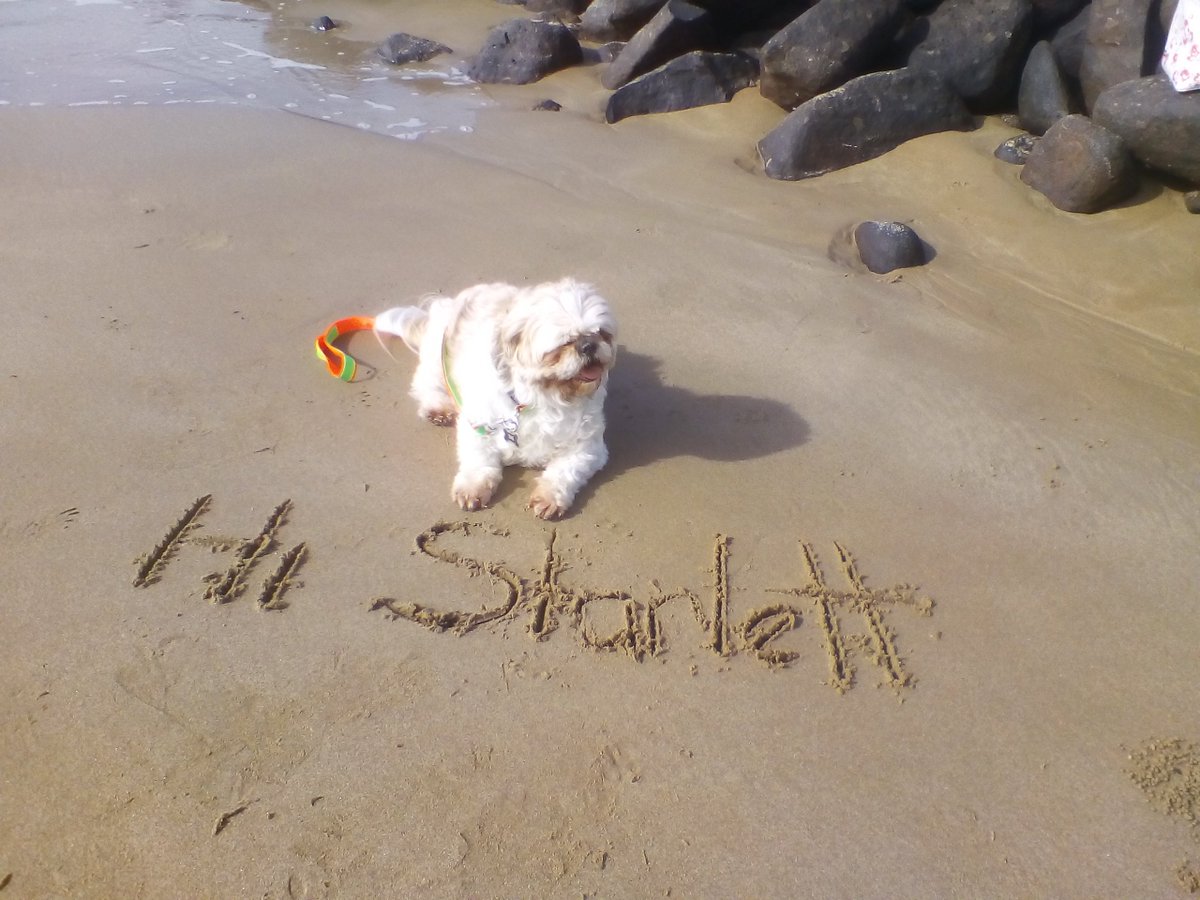 Chewey_depooch's tweet photo. At the beach this winters day in #Australia Miss Starlett. 
Hope all is well with you! https://t.co/F3AnjuQSiH