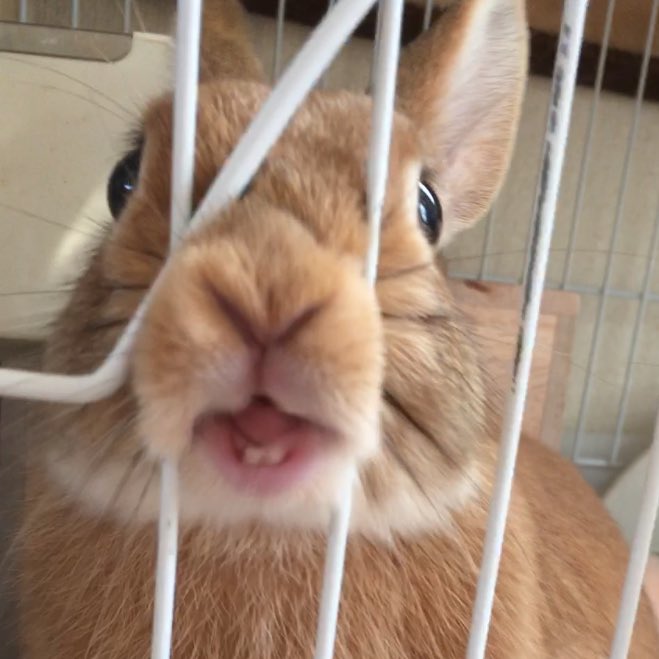 うさぎの鼻の穴を愛でる会 Twitter Search