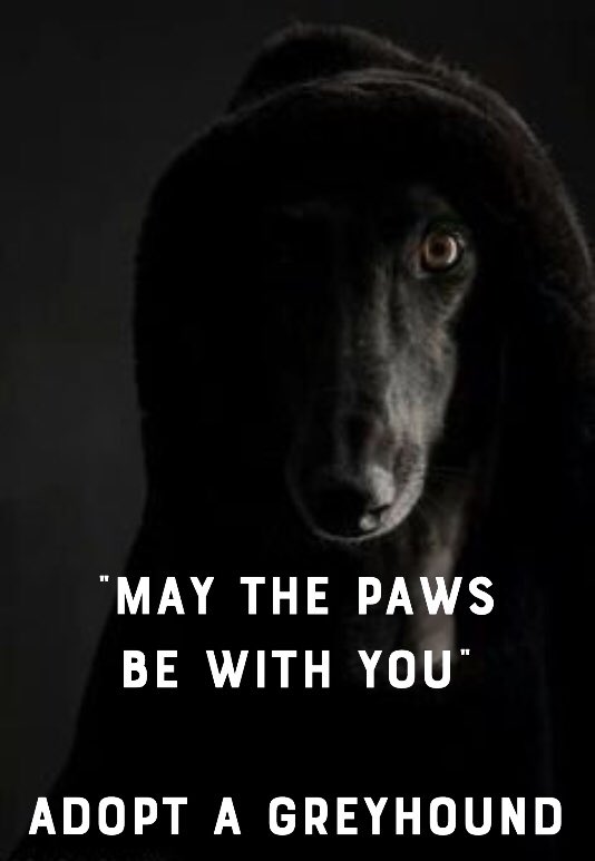 #MayThePawsBeWithYou #AdoptAGreyhound #LukeDogWalker #PrincessGreyer #StarWars #TheHoundAwakens #PawsSolo #C3Poobag. Anyone got any greyhound/Dog Star Wars play on word phrases? Thanks