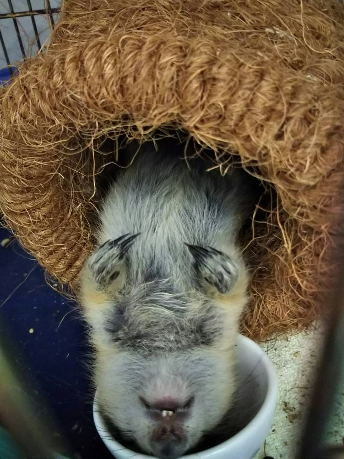 東京動物専門学校 公式 土曜日の動物は 学生が居ないせいか気持ち油断しがちです笑 これは流石に気を抜きすぎですが ジリス 動物写真 動物の寝顔 ハナモペッツ リス かわいい寝顔 油断 ベットから落ちそう 面白い写真 T Co
