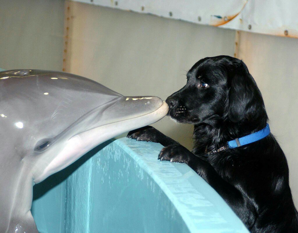 AnimalsPics69 tweet picture