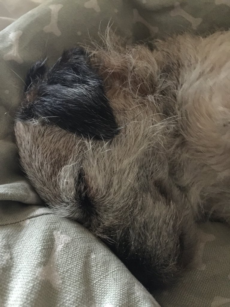 SYMutt2016's tweet image. Only one more sleep until #StruttYourMutt 2018! #suffolk #dogs