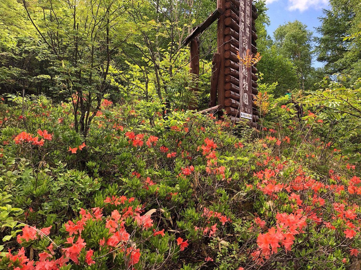 こもろ観光局 長野県小諸市 チェリーパークライン沿いの 高山植物園 のツツジが見頃です 高山植物 高峰 花の百名山