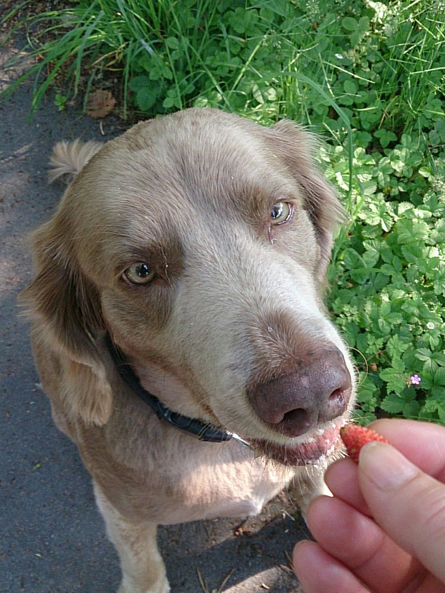 cornelia_meurer's tweet photo. Morgenrunde. Lecker Erfrischung. Mhhhhm Walderdbeeren.🐕🐕🍀🐾 https://t.co/FdzmbMUyqV