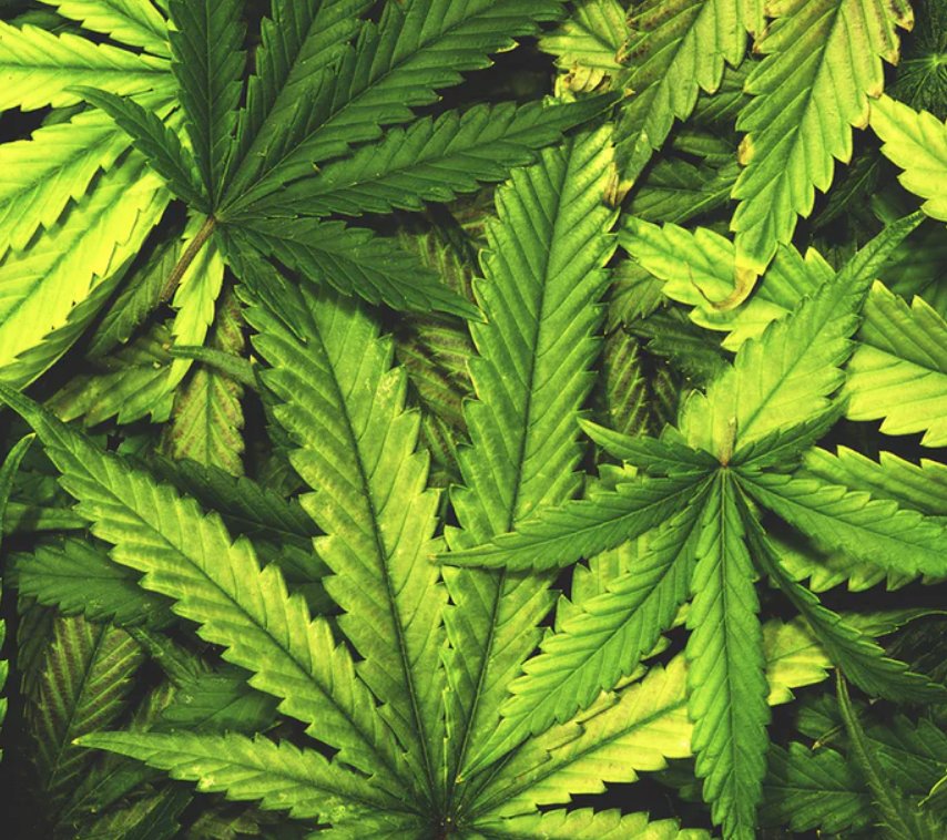 OrangePhotonics's tweet photo. HOW HEMP RESEARCHER JOHN BAKER USES LIGHTLAB: https://t.co/Ji7DDM2nVU 
.
.
.
#CannabisAnalyzer #Technology #Photonics #Engineering #Flower #Extract #Efficient #Growers #Extractors #PotencyTesting #PortableLab #EconomicalDevice #Spectroscopy https://t.co/CCSZCM51Tj