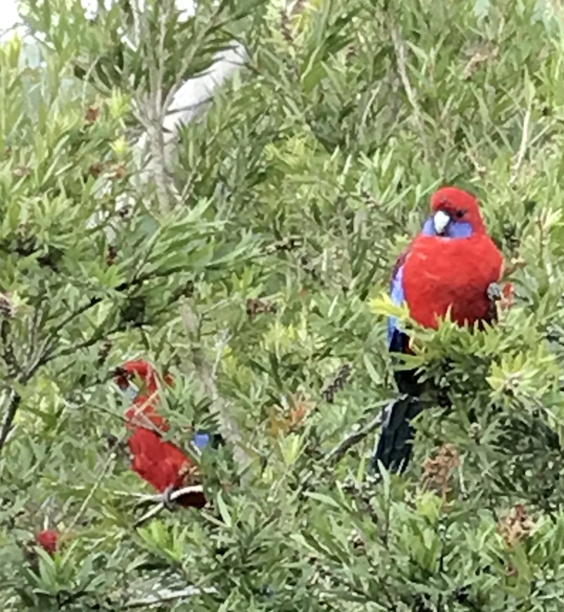 willwalker55's tweet image. #ParrotOfTheDay #crimsonrosella