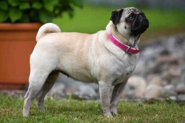 tiposmascotas's tweet photo. Nombres para perros pug multiples ejemplos https://t.co/Huzj1EdHrI https://t.co/Ua5CCru0Za