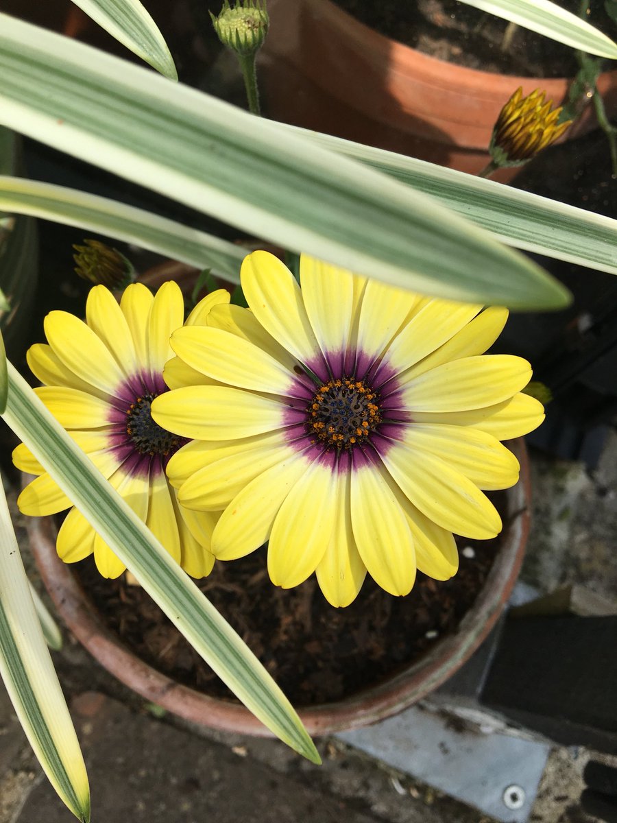 Lozzenge_loz's tweet photo. Lots going on in the #garden at the moment. #LoveYourPlot https://t.co/wOqeXlPsjE