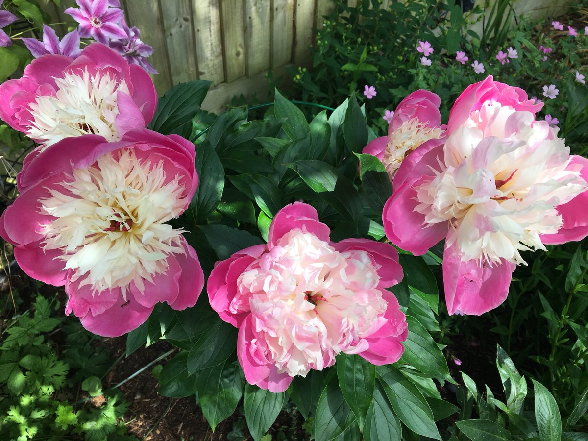 Lozzenge_loz's tweet photo. Lots going on in the #garden at the moment. #LoveYourPlot https://t.co/wOqeXlPsjE