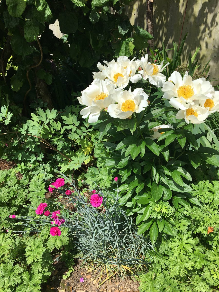 Lozzenge_loz's tweet photo. Lots going on in the #garden at the moment. #LoveYourPlot https://t.co/wOqeXlPsjE