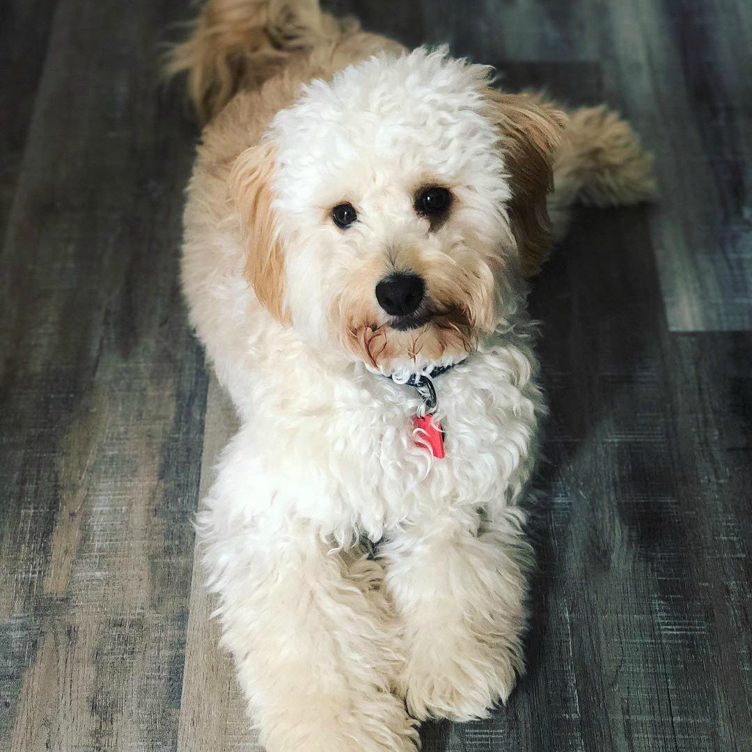 MohawkFlooring's tweet photo. Looks like Milo has found the perfect place to lay! Thanks for sharing your #PetsOnMohawk pic @megancasion! #MyMohawkFloors https://t.co/2gHnthXokd