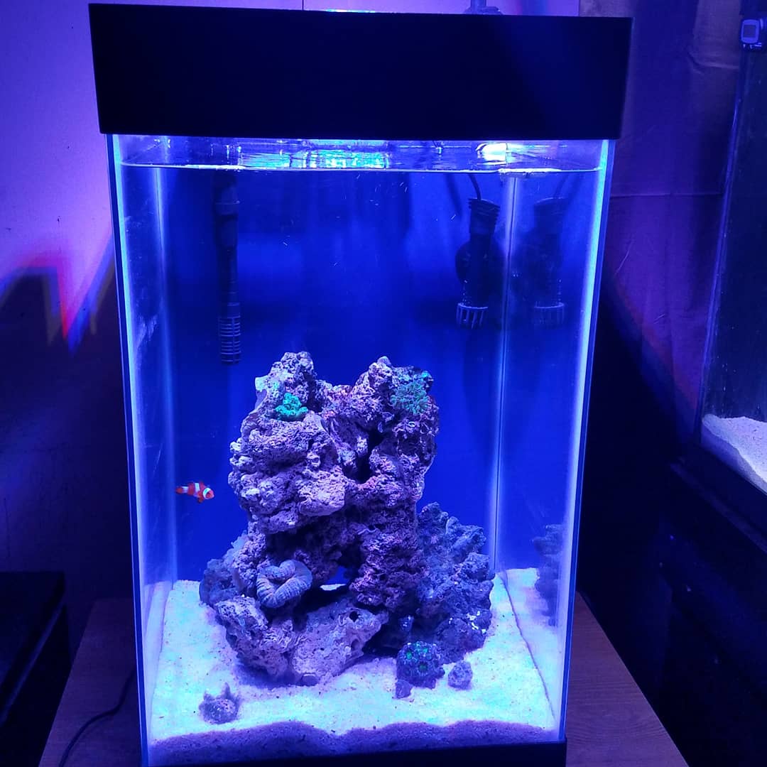 chrisdhw4's tweet photo. #nanoreef #lpsreef #aqueon #aquaillumination https://t.co/qNG7injOvf