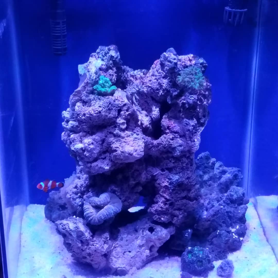 chrisdhw4's tweet photo. #nanoreef #lpsreef #aqueon #aquaillumination https://t.co/qNG7injOvf