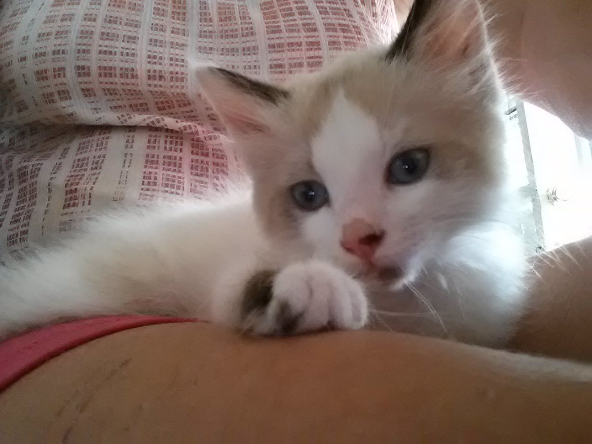 MyFosterBabies's tweet photo. Fostering saves lives. https://t.co/Gg12pZAaMr