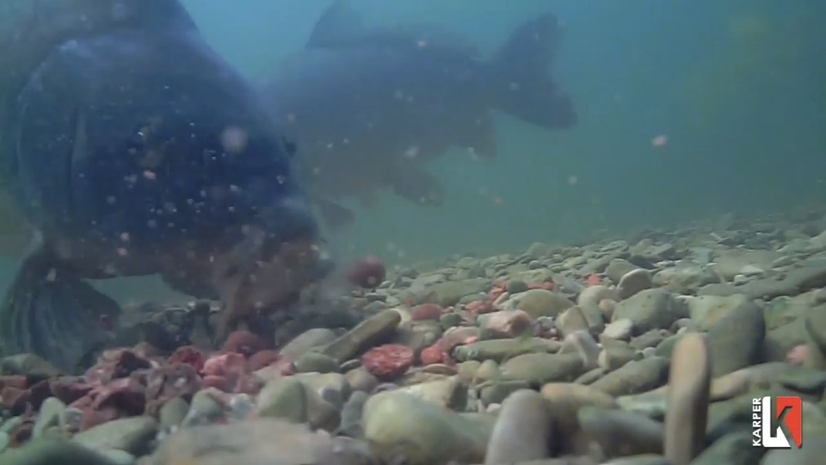 karperltd's tweet photo. That moment you realise you have filmed the carp smashing your spot up feeding on the KARPER RS. 😮😮 #karperltd #karperbaits #carpfishing #underwaterfilming #waterwolf https://t.co/3yhtgLTLhk