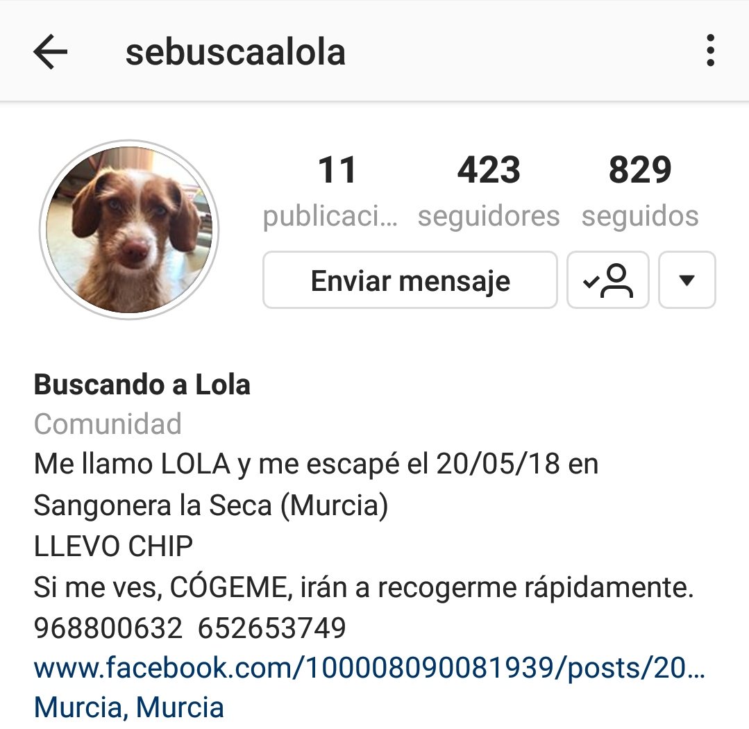 Natsuki2105's tweet image. Se busca a Lola 🐶